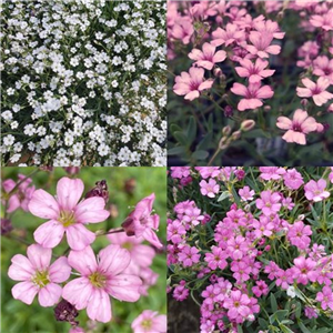 Gypsophila Mixed 3 For £6